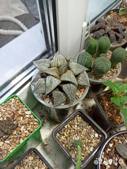Haworthia Splendens x Picta - Хавортия гибрид