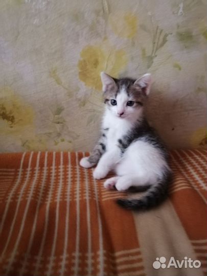 Отдам в добрые руки