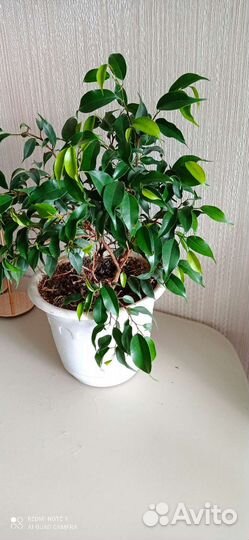 Фикус бенжамина