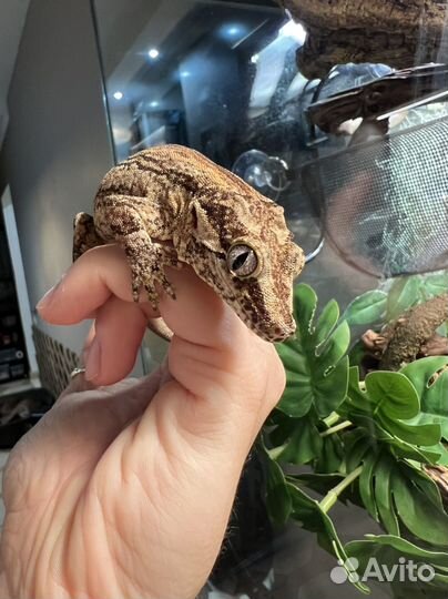 Ушастый новокаледонский бананоед