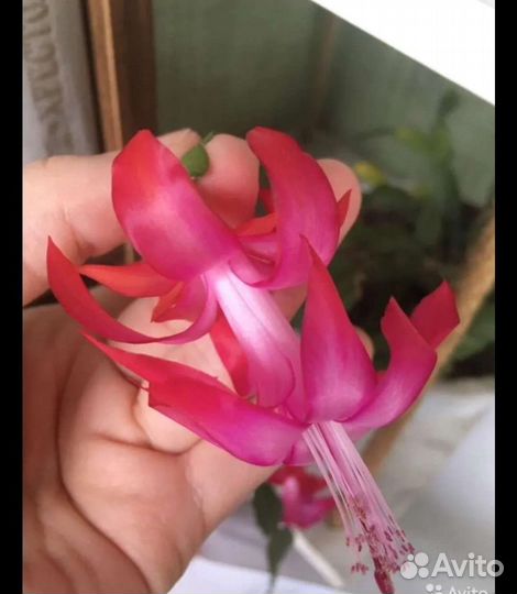 Спатифиллум