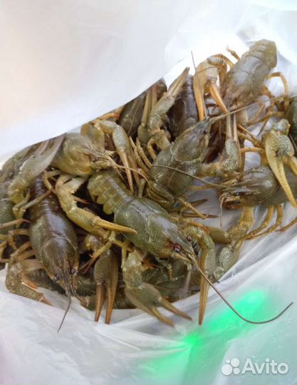 Живые раки. Доставка