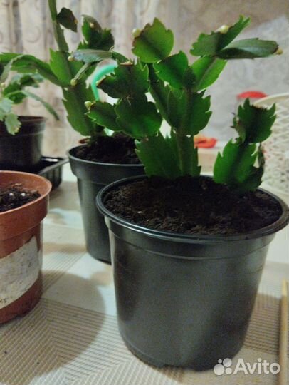 Декабрист шлюмбергера