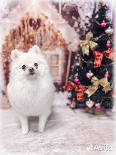 Стрижка собак