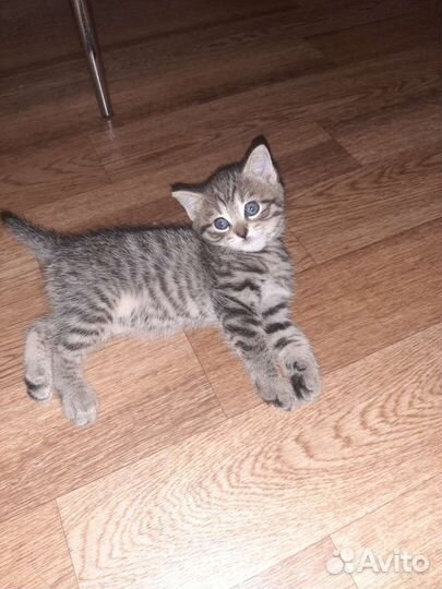 Кошка в дар бесплатно