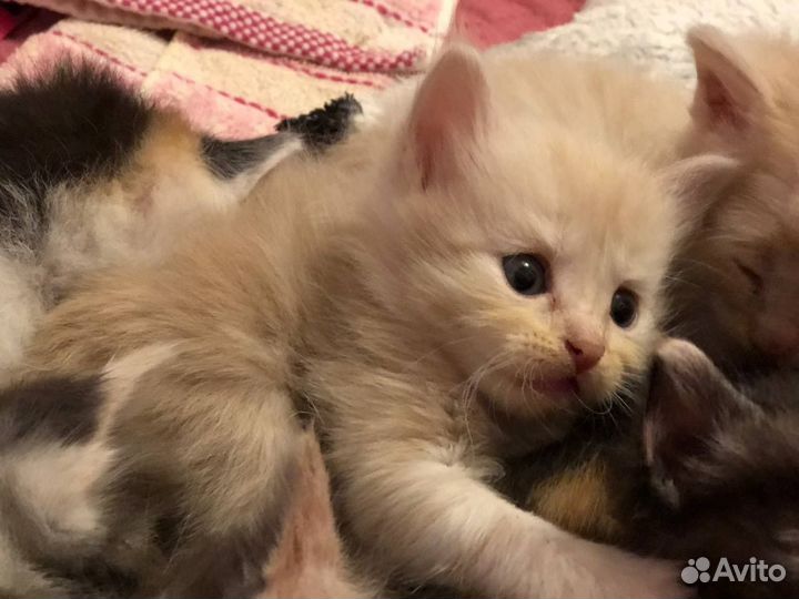 Отдам котят В добрые руки