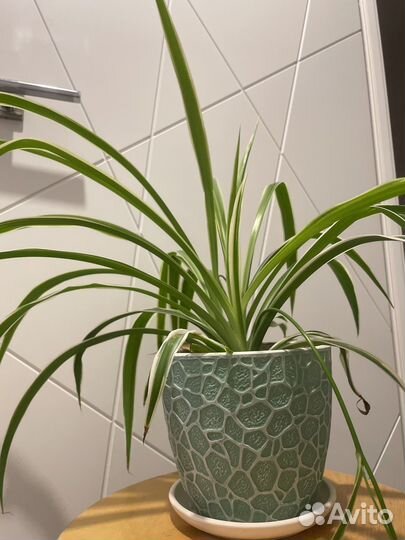 Отростки хлорофитума