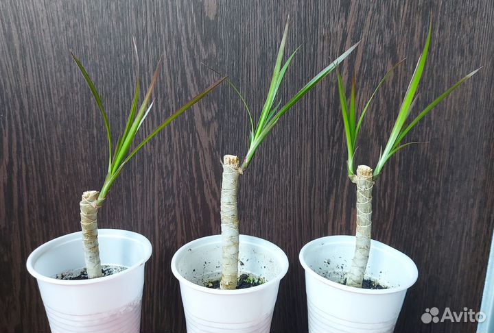 Пальма драцена черенки