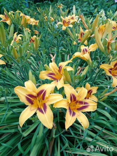 Лилии луковицы