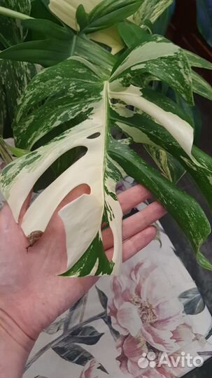 Комнатные цветы,монстеры,филодендроны,сингониум