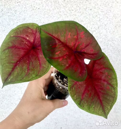 Каладиумы,несколько слртов