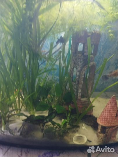 Аквариумные растения