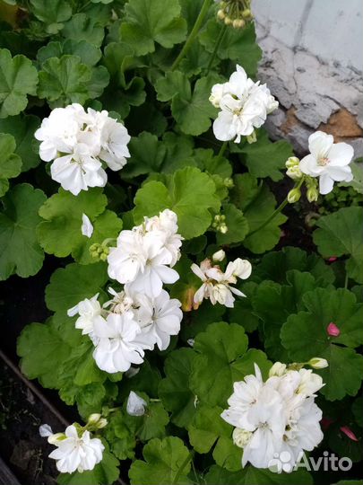 Пеларгония герань