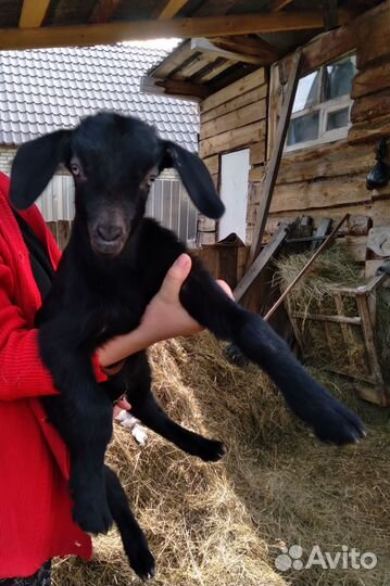 Козочка нубийская