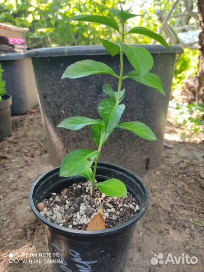 Гортензия Сбежавшая невеста