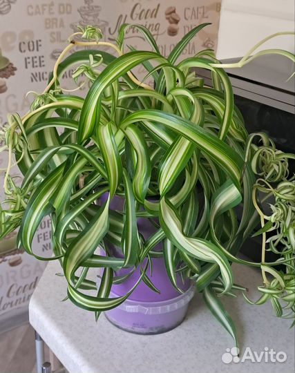 Хлорофитум кудрявый