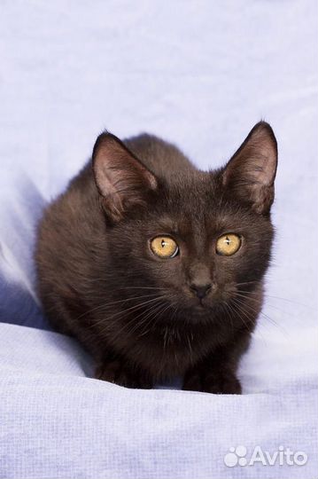 Кошка Фея покорит Ваше сердце