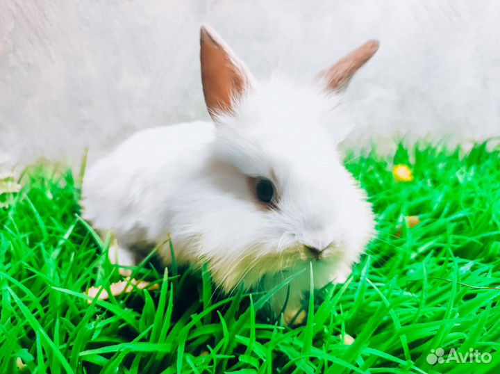 Карликовый кролик - лучший подарок для ребенка