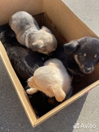 Щенок в добрые руки