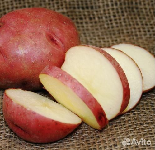 Картофель Королева Анна и Роко