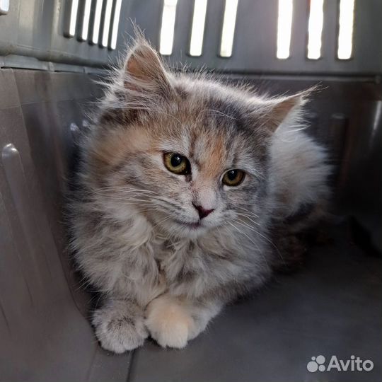 Котенок девочка трехцветная