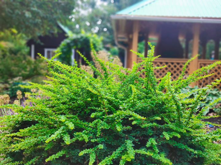 Дача 50 м² на участке 5 сот.