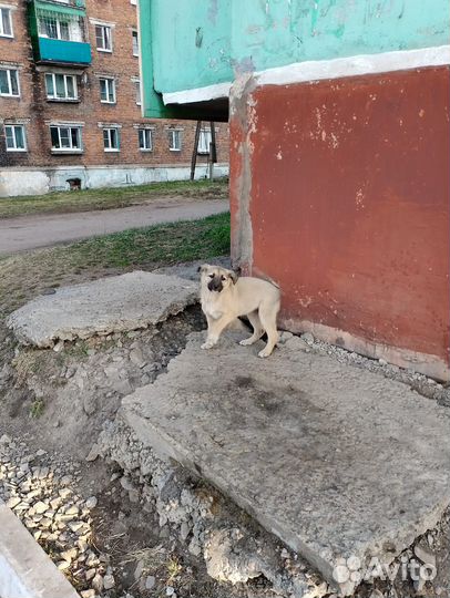 Пристраиваются щенки