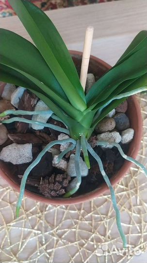 Орхидея фаленопсис белая, вторая цветущая, адениум