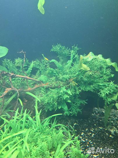 Аквариумные растения