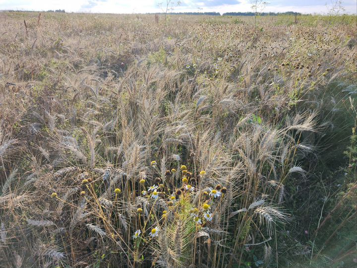 Участок 16,2 га (СНТ, ДНП)