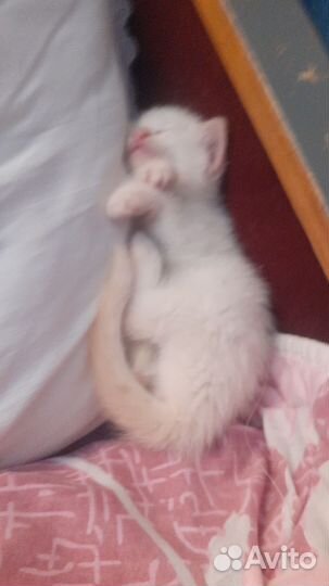 Продам котёнка