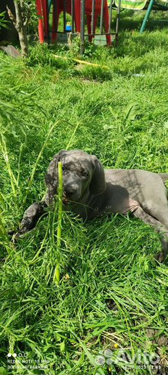 Синий призрак