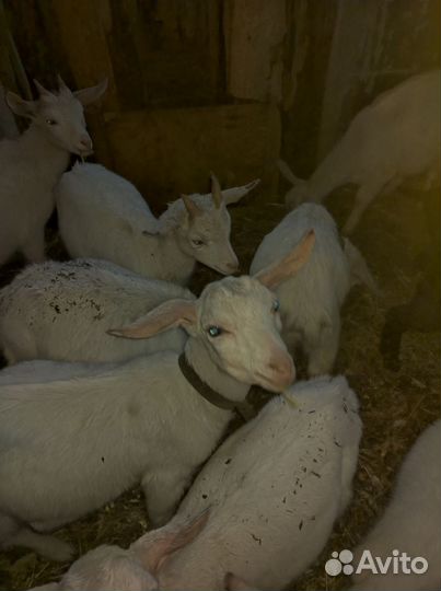 Зааненские козлята