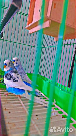 Поющие попугаи