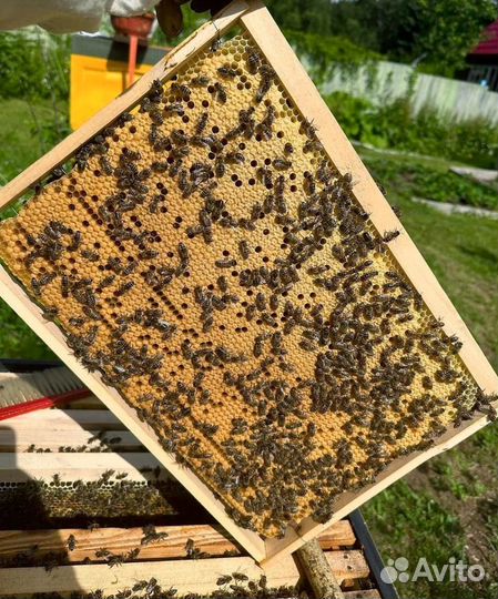 Пчелопакеты Карника и Бакфаст