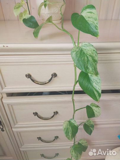 Эпипремнум Голден Квин (Golden Queen)