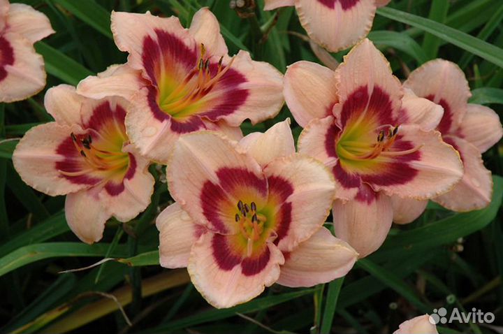 Лилейники сортовые