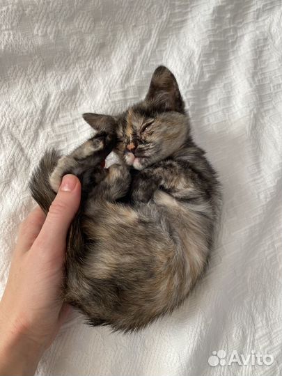 Котенок девочка 1 месяц