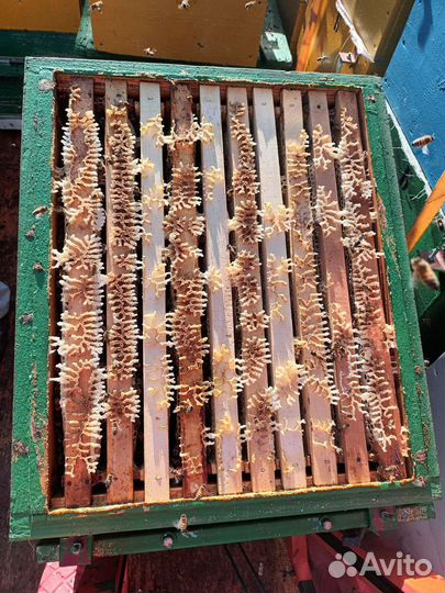 Мёд от пасечников. Мёд кориандровый