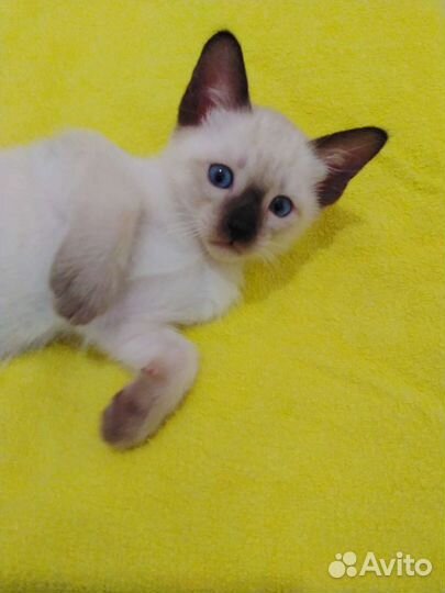 Меконгский бобтейл