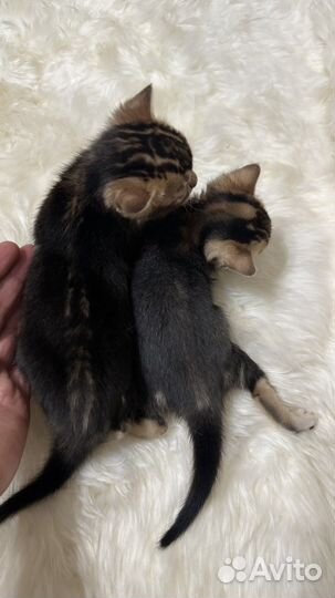 Бенгальские котята