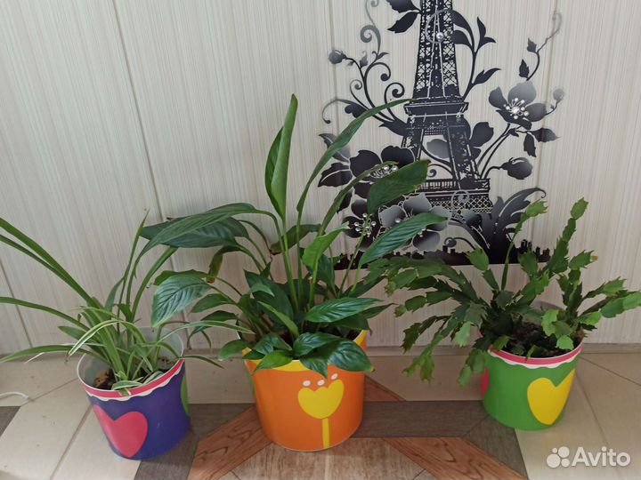 Триптих. Спатифиллум, декабрист, хлорофитум