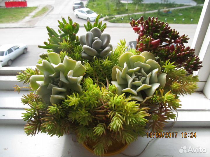 Комнатные растения цветы