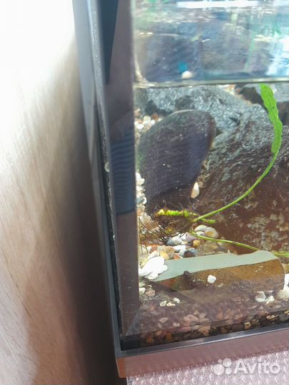 Аквариум juwel rio 125