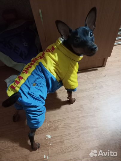 Маленькая собака