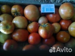 Помидоры домашние,мелким оптом