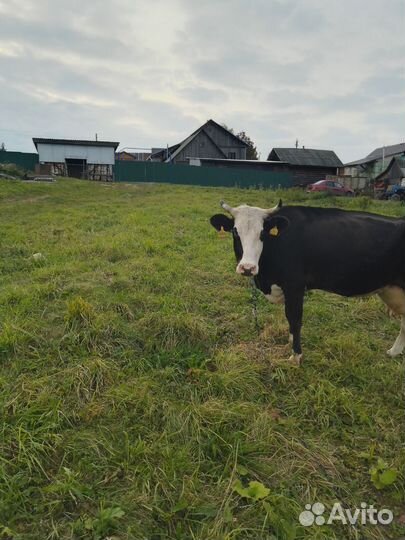 Корова стельная дойная