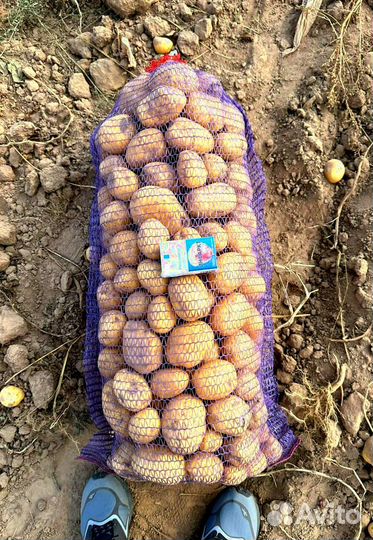 Продам картофель оптом
