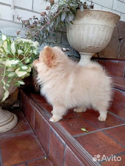 Крем шоколад