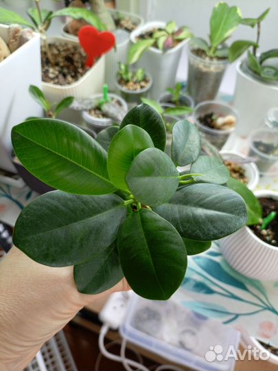 Фикус Формоза